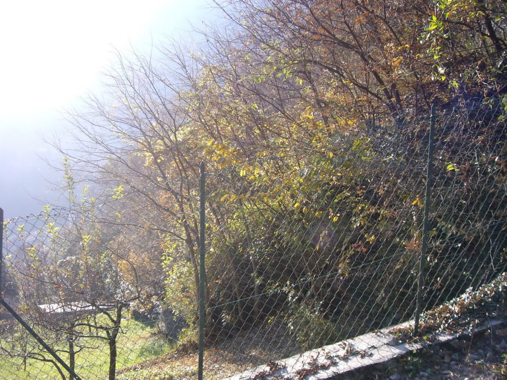 IMG_7063_ridimensionare